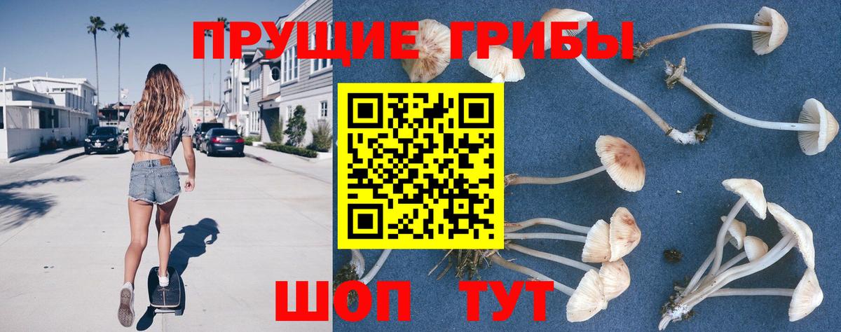 Элиста  Псилоцибиновые грибы Psilocybe  Вход с VPN 